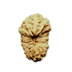 Java Rudraksha