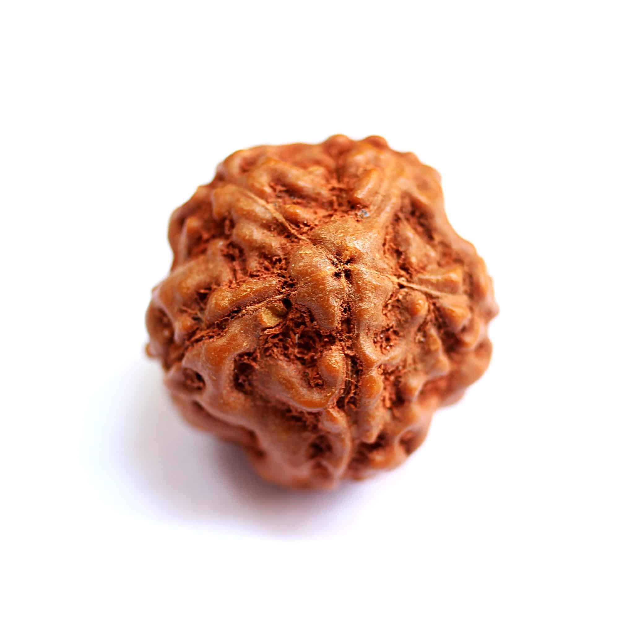 5mukhiindo.jpeg 5 Mukhi Indonesian Rudraksha - Image 1