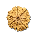 Nepal Rudraksha